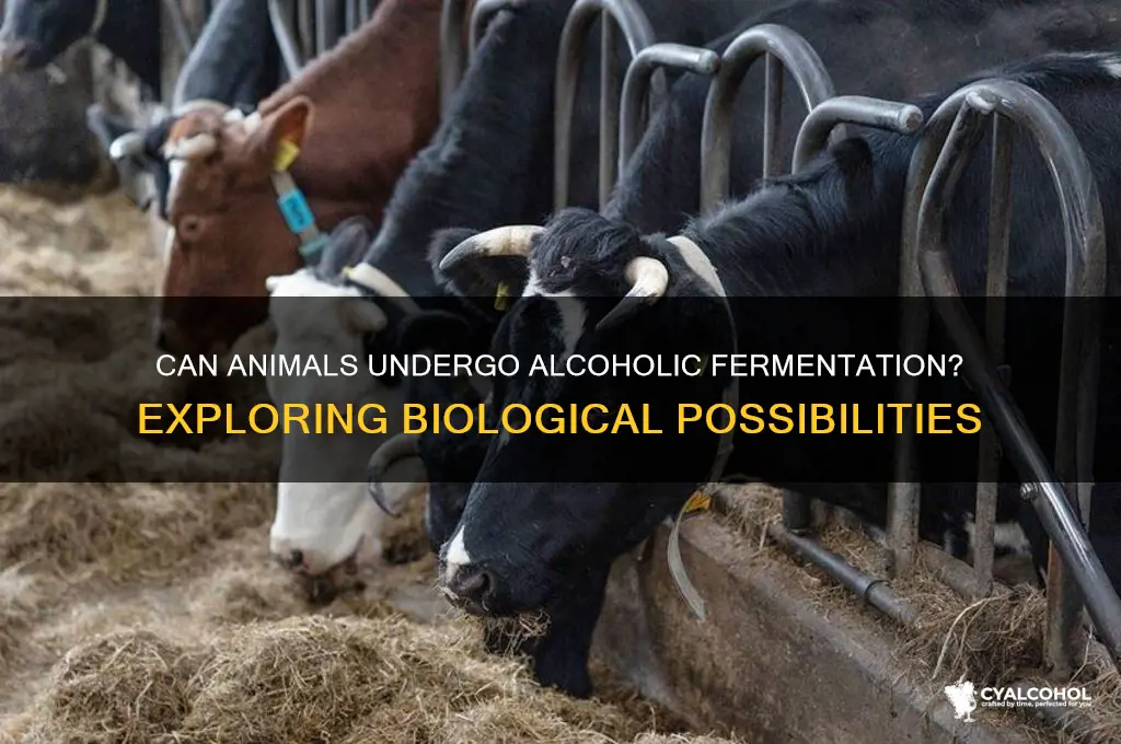 does alcoholic fermentation occour in animals