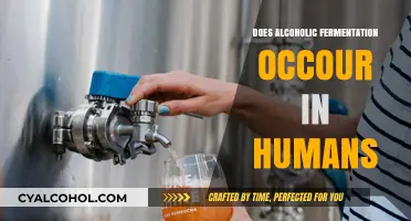 Can Humans Undergo Alcoholic Fermentation? Exploring the Science Behind It