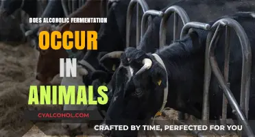 Can Animals Undergo Alcoholic Fermentation? Exploring Biological Possibilities