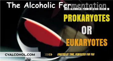 Alcoholic Fermentation: Prokaryotes vs. Eukaryotes – Which Organisms Dominate?