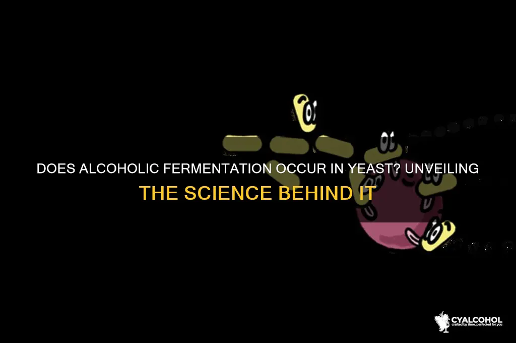 does alcoholic fermentation occur in yeast