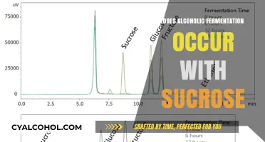 Does Sucrose Ferment into Alcohol? Unveiling the Science Behind It