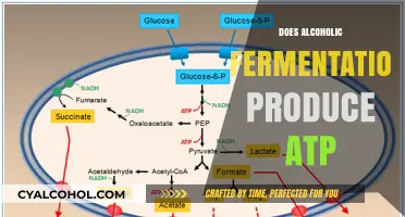 Unveiling the ATP Production Process in Alcoholic Fermentation