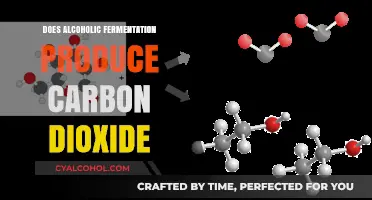 Alcoholic Fermentation and CO2: Unveiling the Carbon Dioxide Production Process