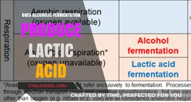 Alcoholic Fermentation vs. Lactic Acid: Understanding the Biochemical Processes