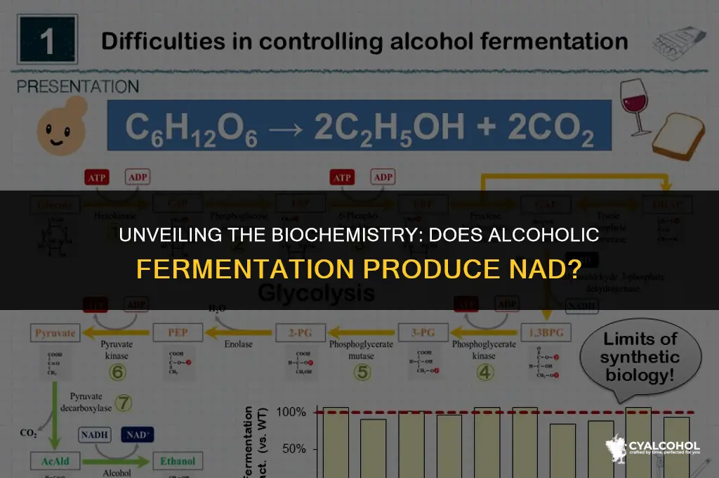 does alcoholic fermentation produce nad