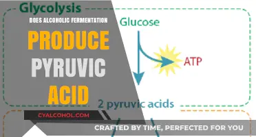 Alcoholic Fermentation: Does Pyruvic Acid Play a Key Role?