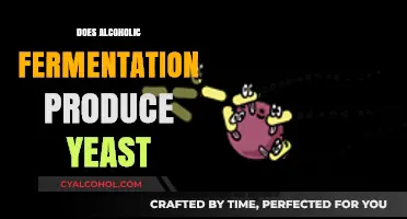 Unveiling the Yeast Production Process in Alcoholic Fermentation