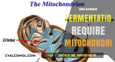 Unveiling the Mitochondrial Mystery in Alcoholic Fermentation