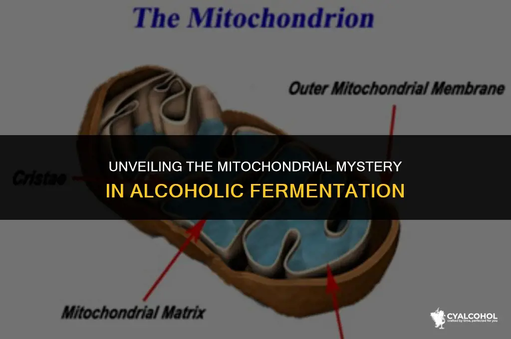 does alcoholic fermentation require mitochondria