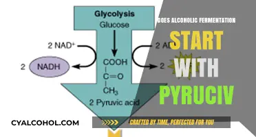 Does Alcoholic Fermentation Begin with Pyruvate? Unraveling the Process