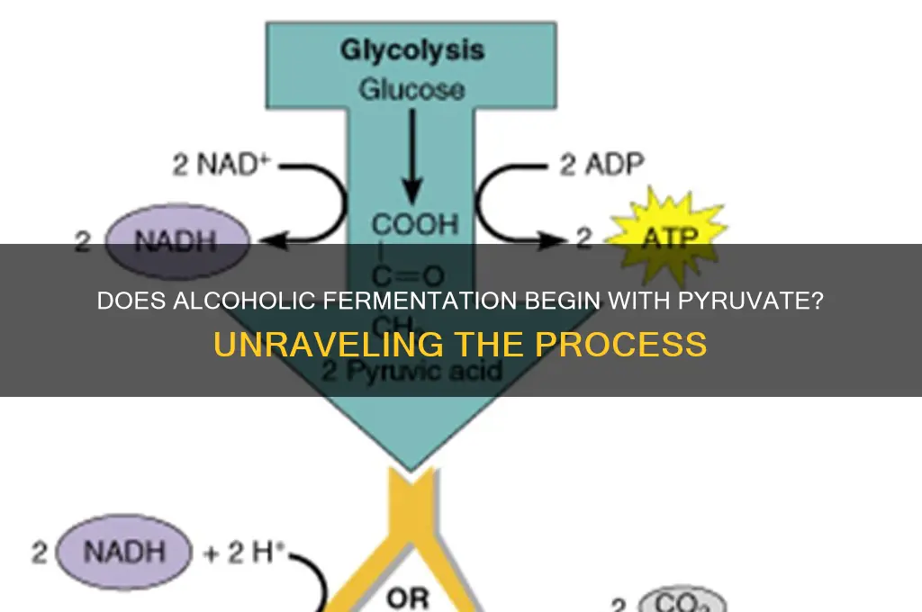 does alcoholic fermentation start with pyruciv