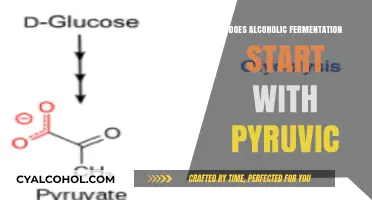 Does Alcoholic Fermentation Begin with Pyruvic Acid? Unraveling the Process