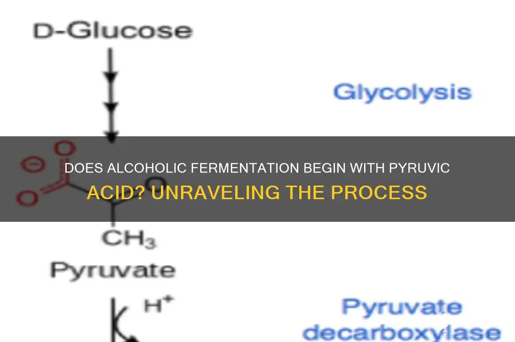 does alcoholic fermentation start with pyruvic