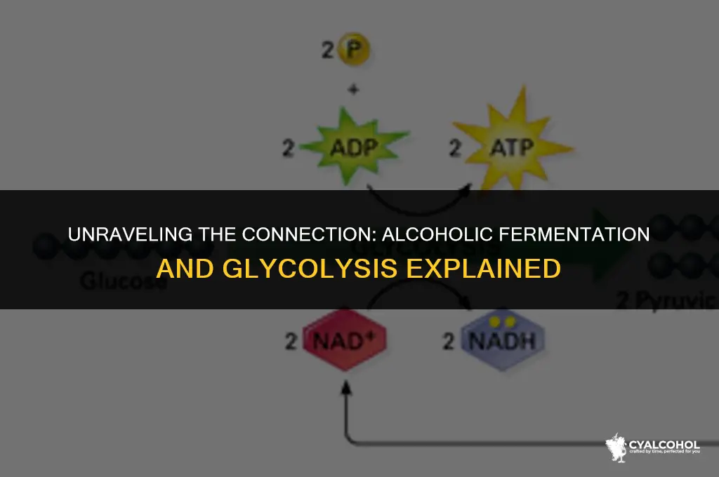 does alcoholic fermentation undergo glycolysis