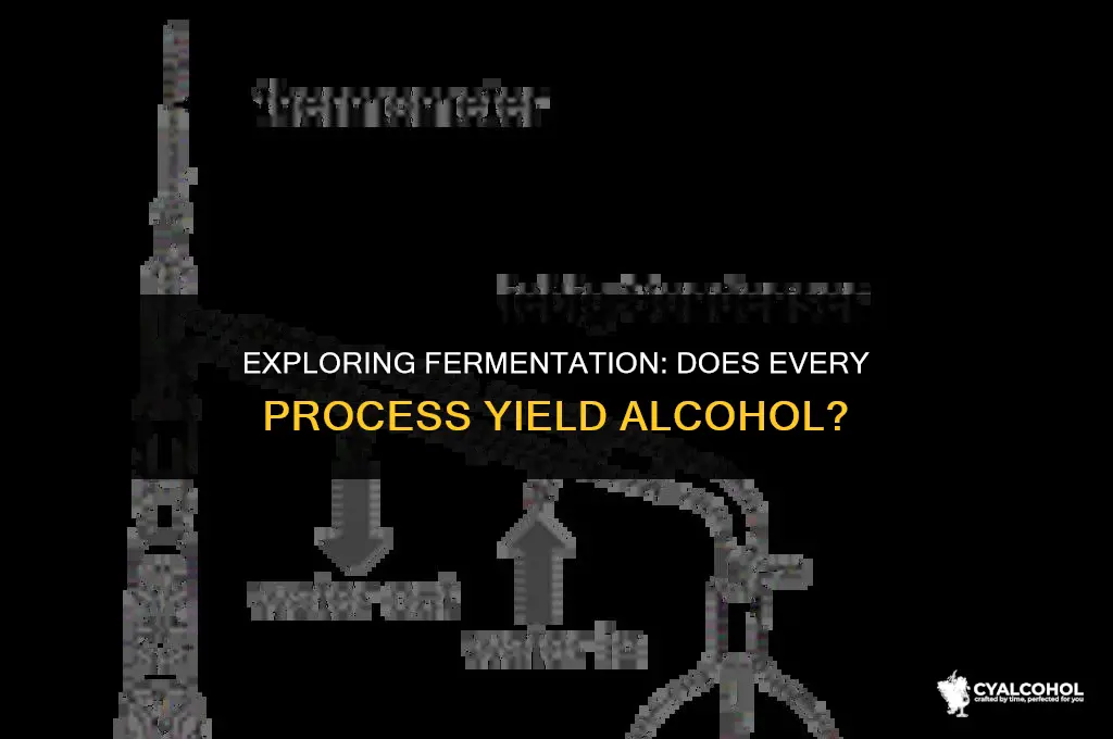 does all fermentation produce alcohol