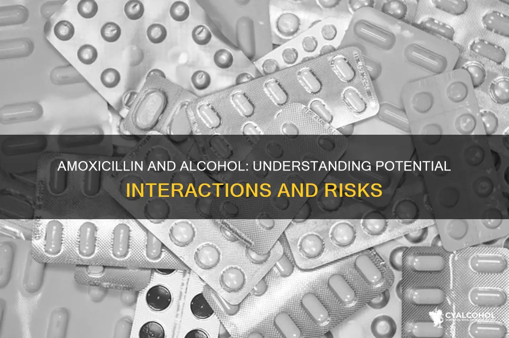 does amoxicillin interfere with alcohol consumption