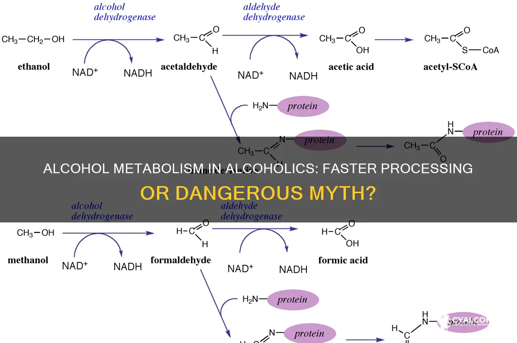 does an alcoholic metabolize alcohol faster
