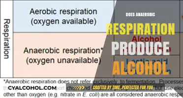 Unveiling the Truth: Alcohol Production in Anaerobic Respiration