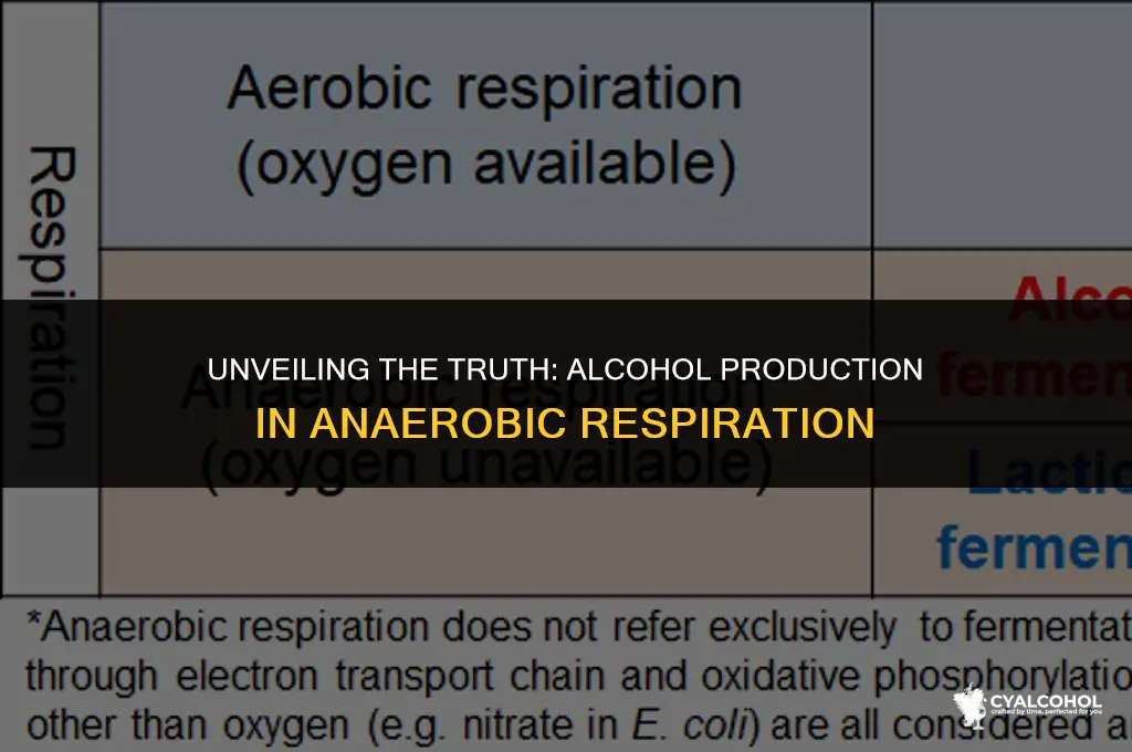 does anaerobic respiration produce alcohol