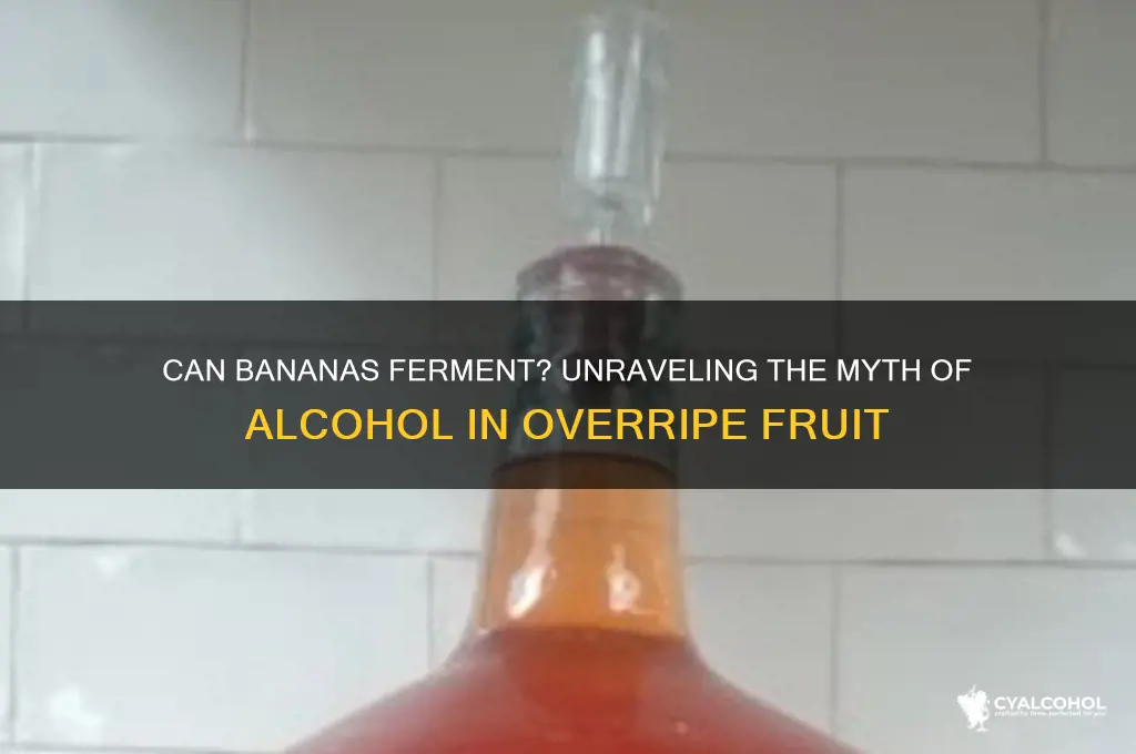 does banana create alcohol