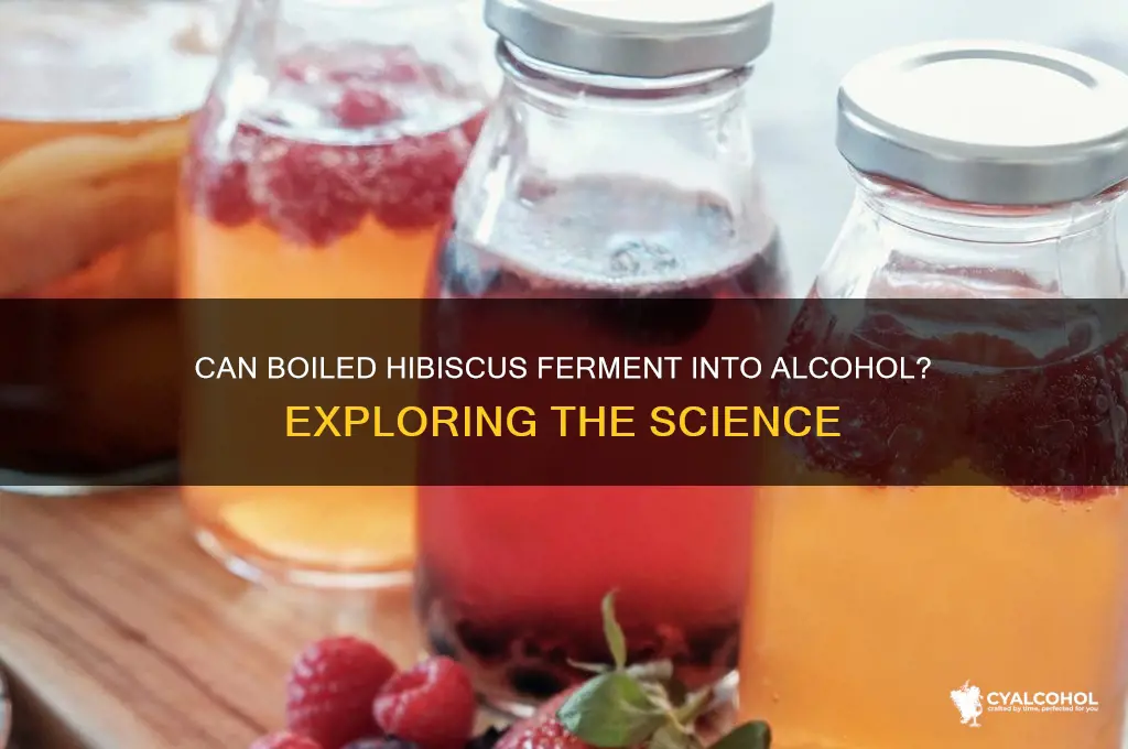 does boiled hibiscus turn into alcohol