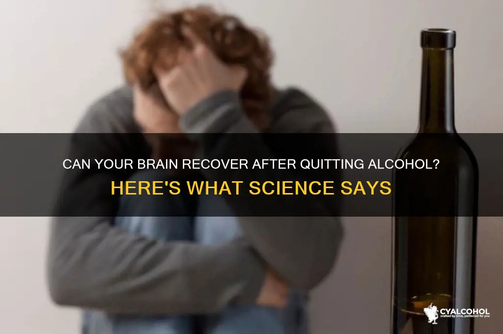 does brain heal after quitting alcohol