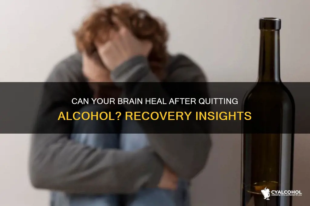 does brain recover after quitting alcohol