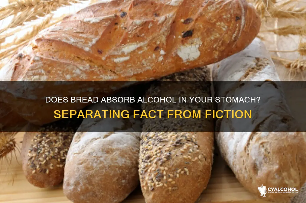 does bread absorb the most alcohol in stomach