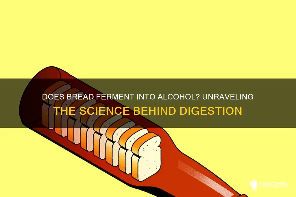 does bread break down to alcohol