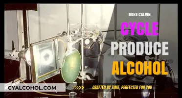 Unveiling the Calvin Cycle: Does It Really Produce Alcohol?
