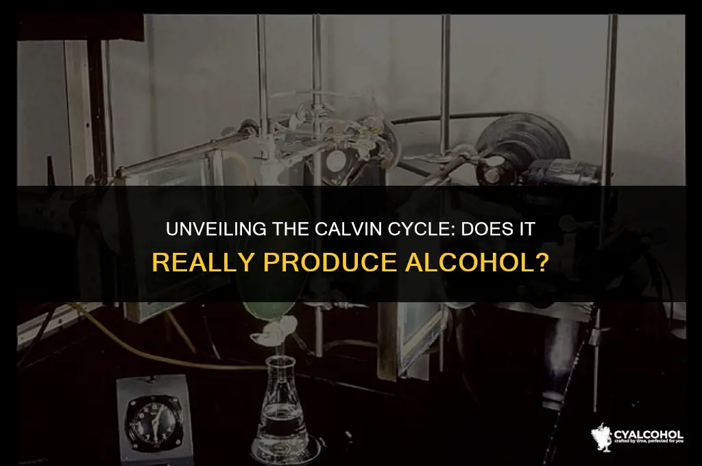 does calvin cycle produce alcohol