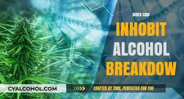 Exploring CBD's Impact on Alcohol Metabolism: What You Need to Know