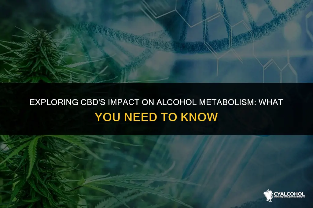 does cbd inhobit alcohol breakdown