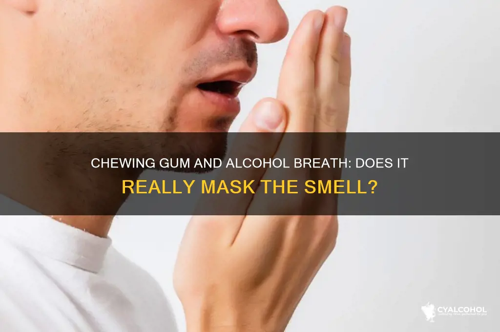 does chewing gum lessen alcohol breath