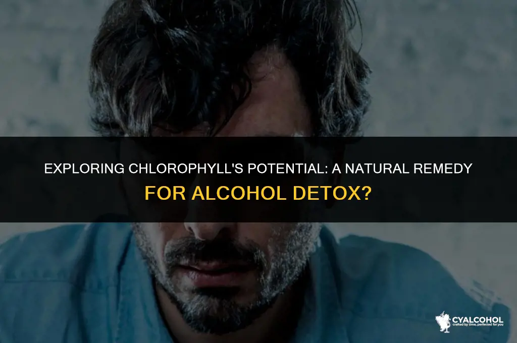 does chlorophyll to rid alcohol