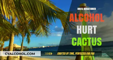 The Effects of Denatured Alcohol on Cactus Health