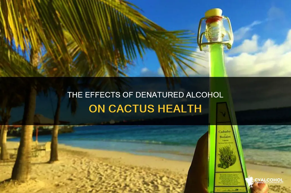 does denatured alcohol hurt cactus