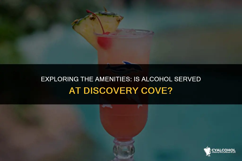 does discovery cove have alcohol