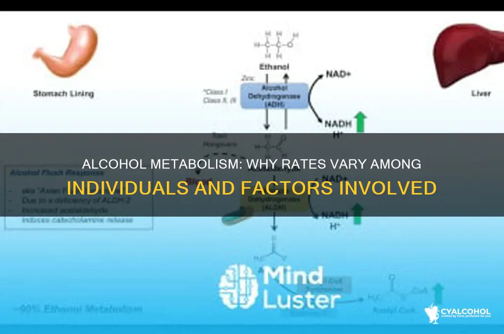 does everyone metabolize alcohol at the same rate