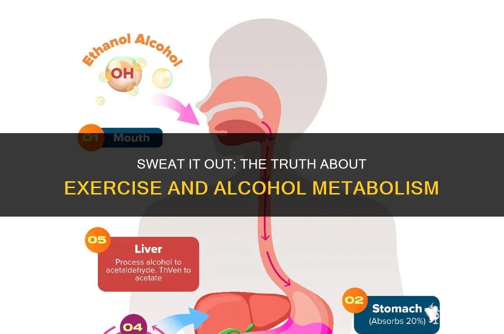 does exercise burn alcohol faster