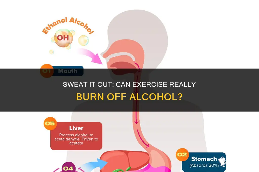 does exercise burn off alcohol
