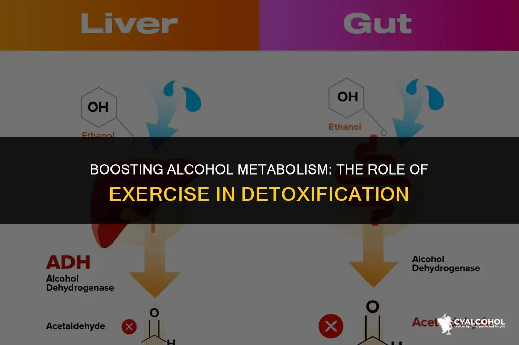 does exercise increase alcohol metabolism