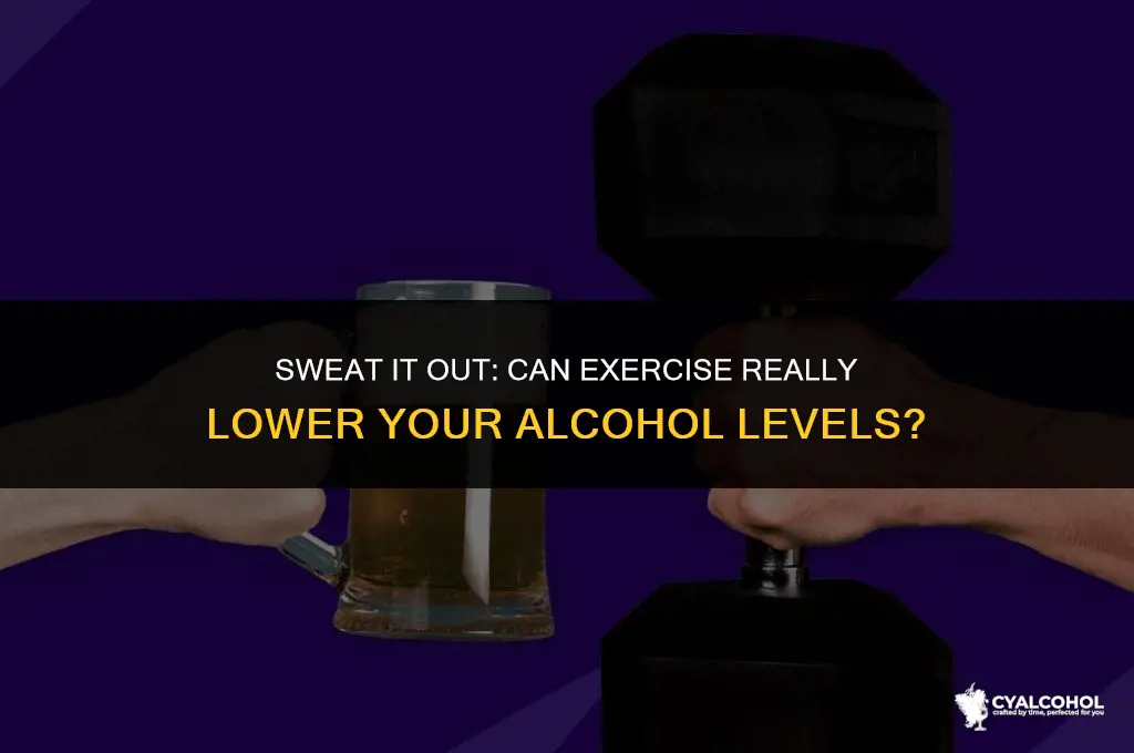 does exercise lower alcohol level