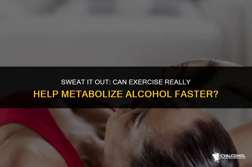 does exercise metabolize alcohol faster