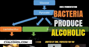 Unveiling the Role of Fermentation Bacteria in Alcohol Production