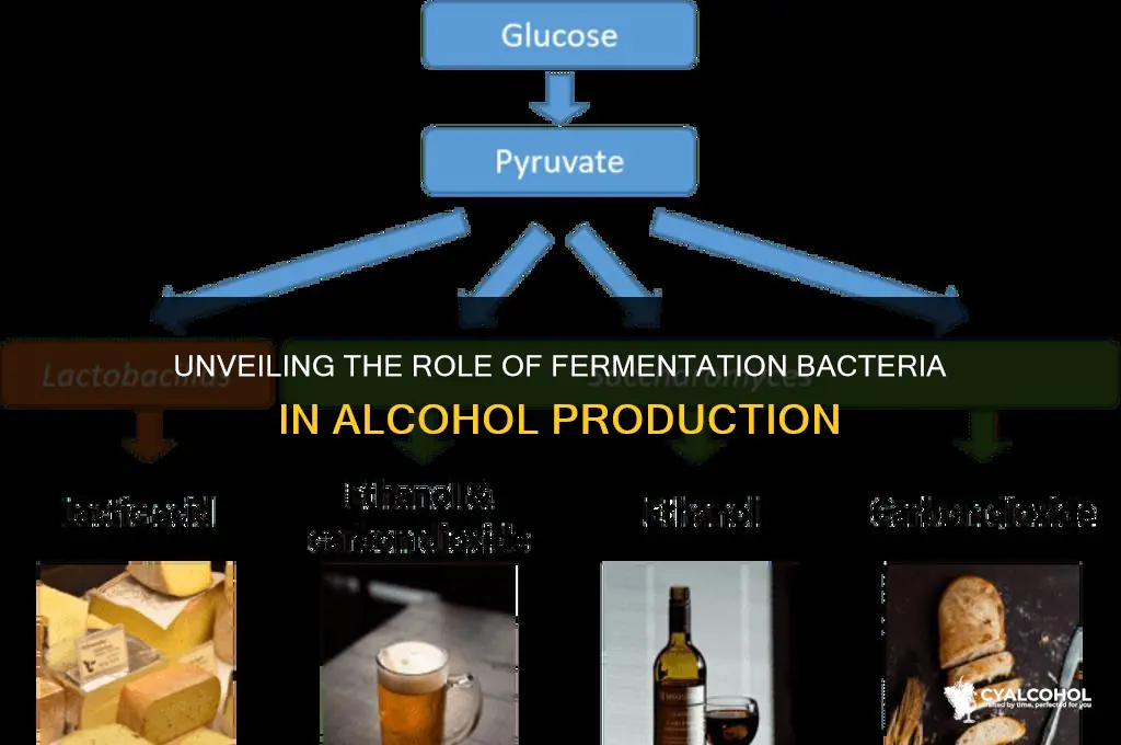 does fermentation bacteria produce alcoholic