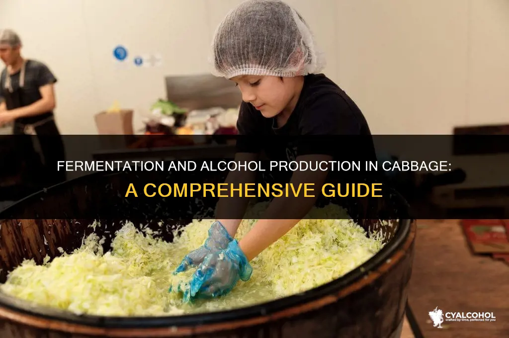 does fermentation produce alcohol cabbage