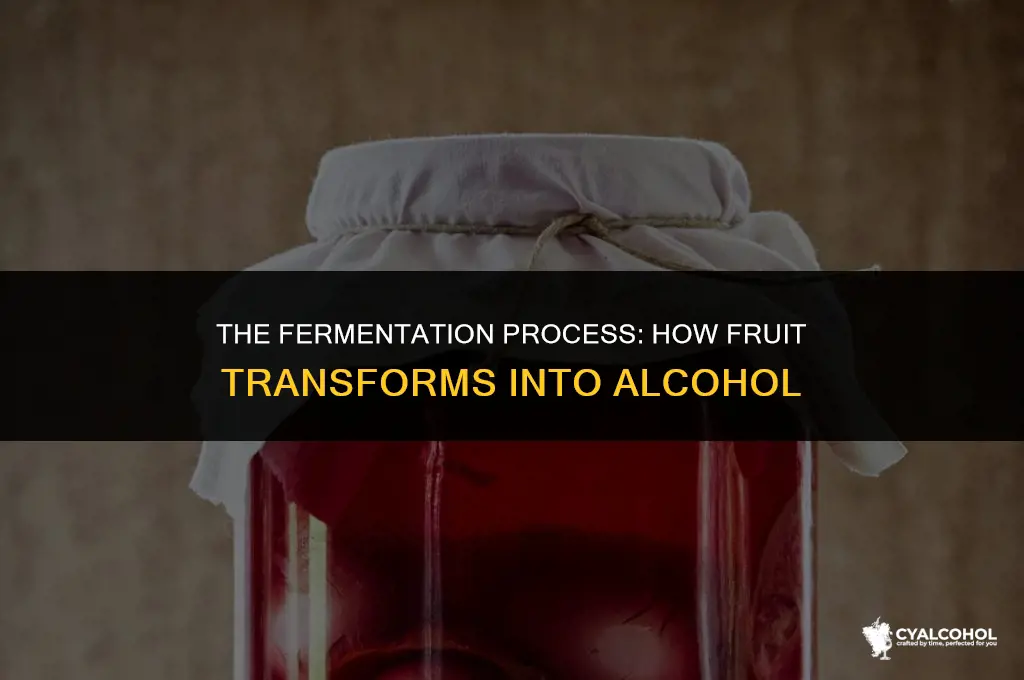 does fruit turn into alcohol