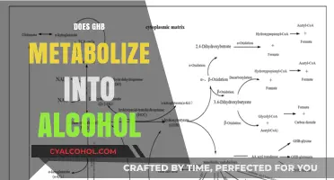 Unveiling the Truth: GHB's Metabolism and Its Link to Alcohol